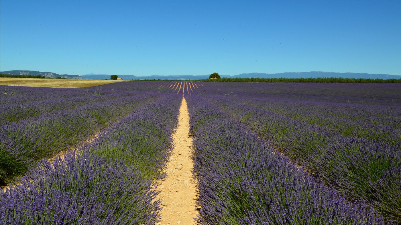 Chemin au milieu des champs de lavande en Provence